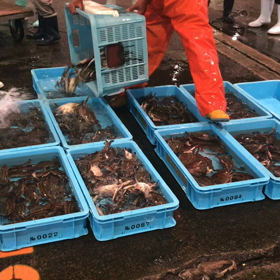 豊浜朝市の様子！真鯛が豊漁！の画像