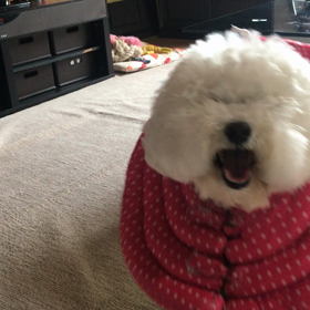 お散歩行きたいの巻の画像