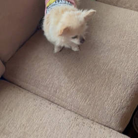 保護犬マリールンバに向かって吠えるの画像