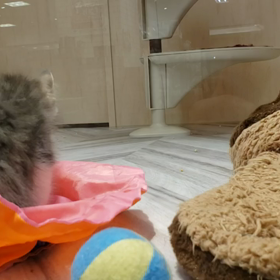 4/10  ねこちゃんかわいいの画像