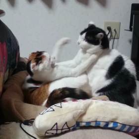 プロレス！？の画像