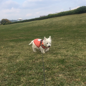 かる。散歩、ノタノタ系。の画像