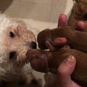 ミニピンの神様からの褒め言葉の画像