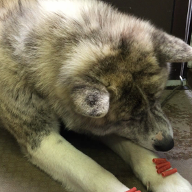 愛犬の伏せの訓練中の画像