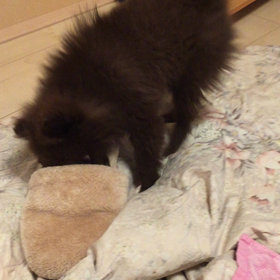 子熊のシェリがスリッパと...の画像