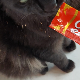 脱走ネコ捕獲騒動(>_<)の画像