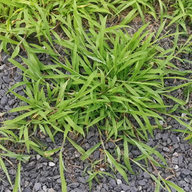 忍法草隠れの画像