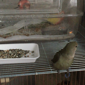 ウロウロの画像