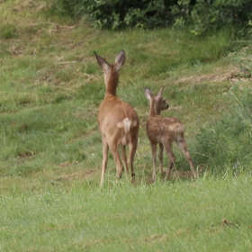 バンビ！の画像
