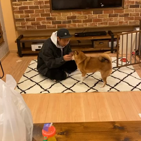 犬の凄すぎる能力の画像
