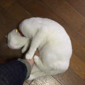 キキとのやりとりの画像