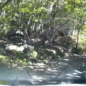 林道で遭遇の画像