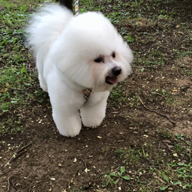 トリミングの画像