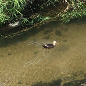 カモネキの画像