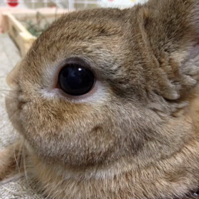 ウププ！の画像