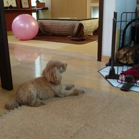 【⚾ボール取って、ワン❗】の画像