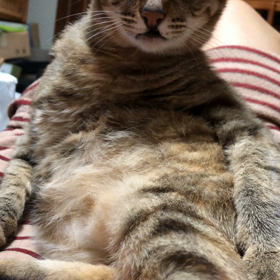 ちゃむってるヾ(*ΦωΦ)ﾉ ﾆｬ～♪の画像