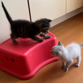 子猫達！の画像