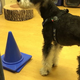 パイロンを回る。の画像