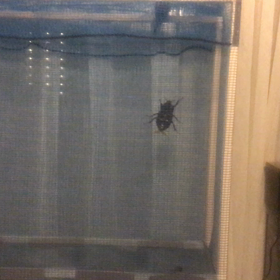 悲鳴！！の画像