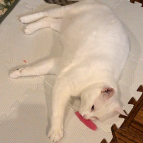 あばれすぎての画像