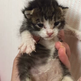 ニコちゃんスクスク！の画像