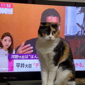 TV 観ちゃダメー？の画像
