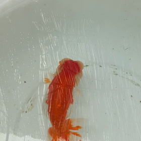 おじさん頑張ってる！の画像