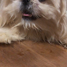 お今晩はの画像