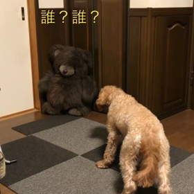 クマさんに警戒中の画像