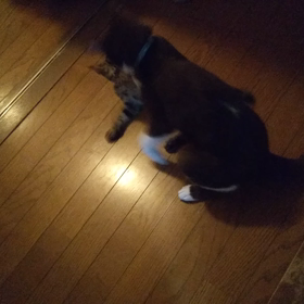 あさげいこの画像