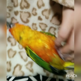 やられ放題のぴーちゃん。の画像