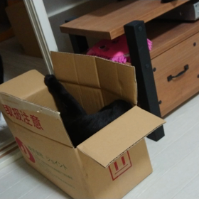 クロチョロの箱遊び。の画像