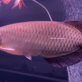 ★ノーザンバラムンディ！★の画像