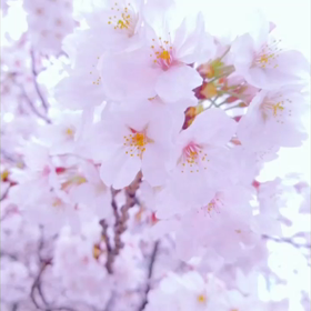 皆様、お元気ですか？の画像