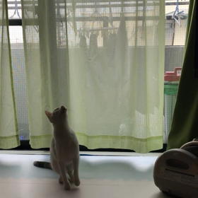 2017.12.24：テンちゃん、わるい。の画像