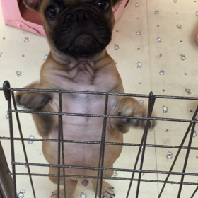 こんにちはーʢٛ•ꇵٛ•ʡ*✲ﾟ*｡ʚɞ⋆ྉの画像