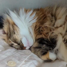 ゴールド免許の画像