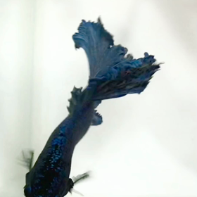 話しかけてくるようなキラ君の画像