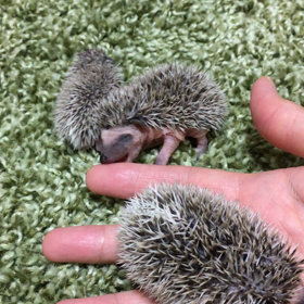 真ん中baby…右目がうっすら⁉︎動画ですーの画像