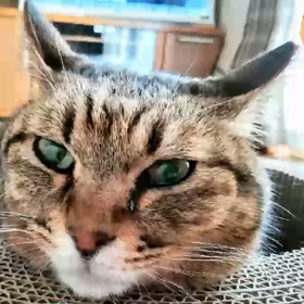 ツブヤキ～カル～の画像