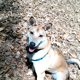 ニワトリちゃん2号の画像