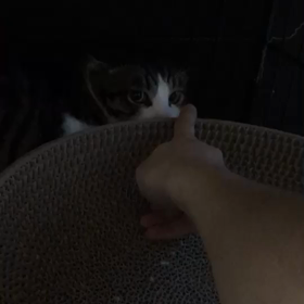 うわぁ〜マロ君の画像