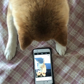 むむ？こんな小さな箱の中に　ももちゃんが…救出でござるの画像