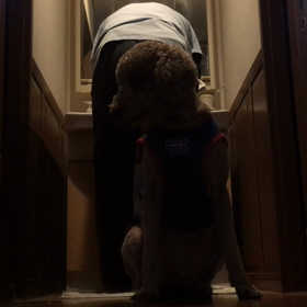 the ボディーガード♪( ´θ｀)の画像