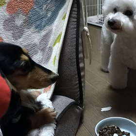 今日のはなちゃん1865、モモちゃん1817の画像