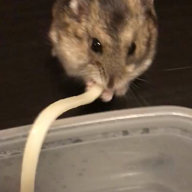 細うどんの画像