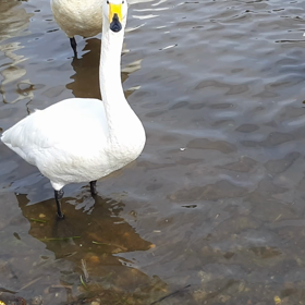 白鳥さんに会いに行きましたの画像