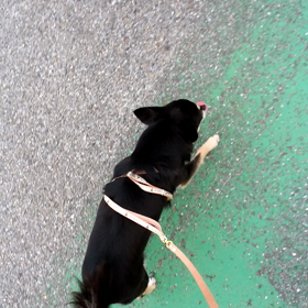 りんちゃんの画像