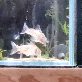 コロンビアジュリーの画像